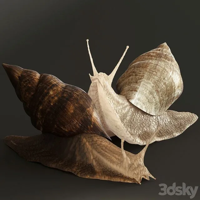 Snails 3D Model