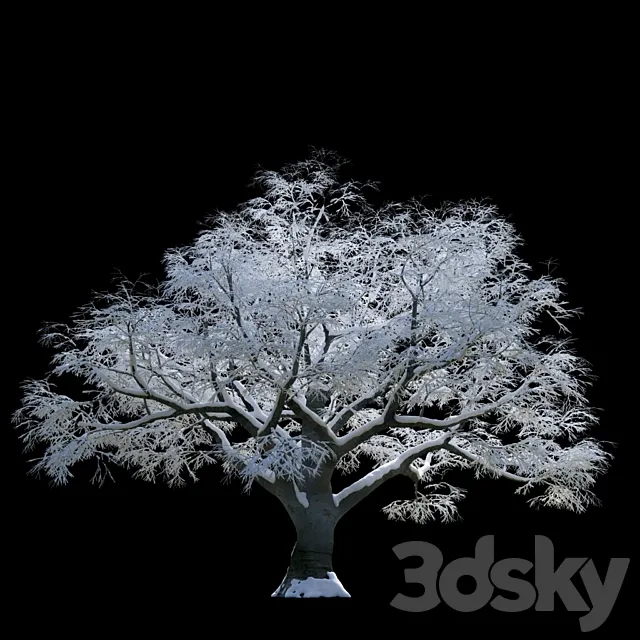 Snow-covered trees beech 3D Model