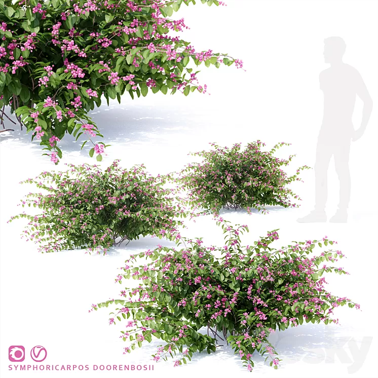 Snowberry Dorenbose bush | Symphoricarpos doorenbosii 3D Model
