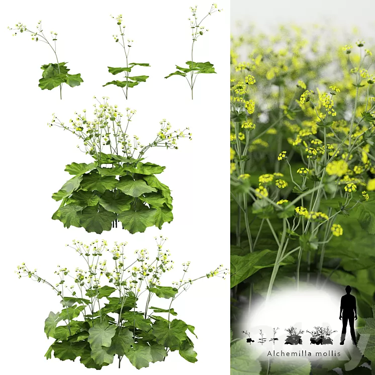 Soft bush cuff | Alchemilla mollis 3D Model