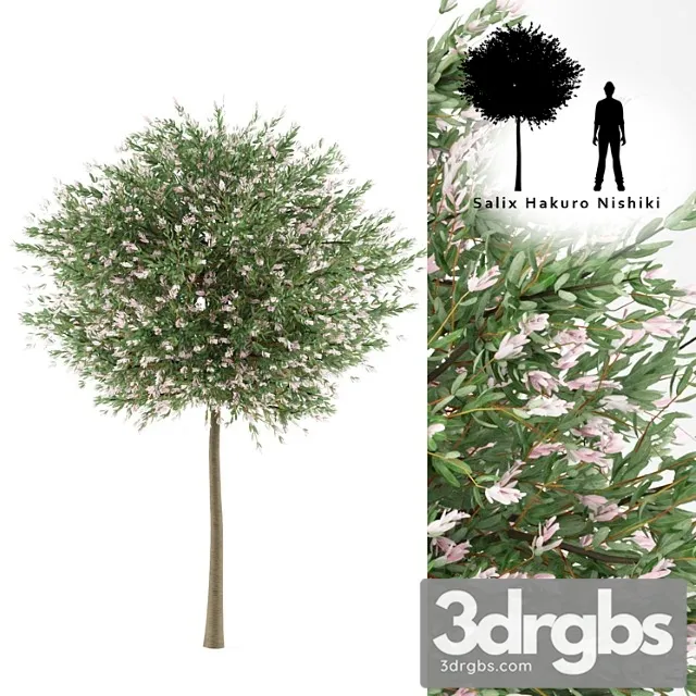 Solid Willow Tree Salih Integra Hakuro Threads 3D Model Free