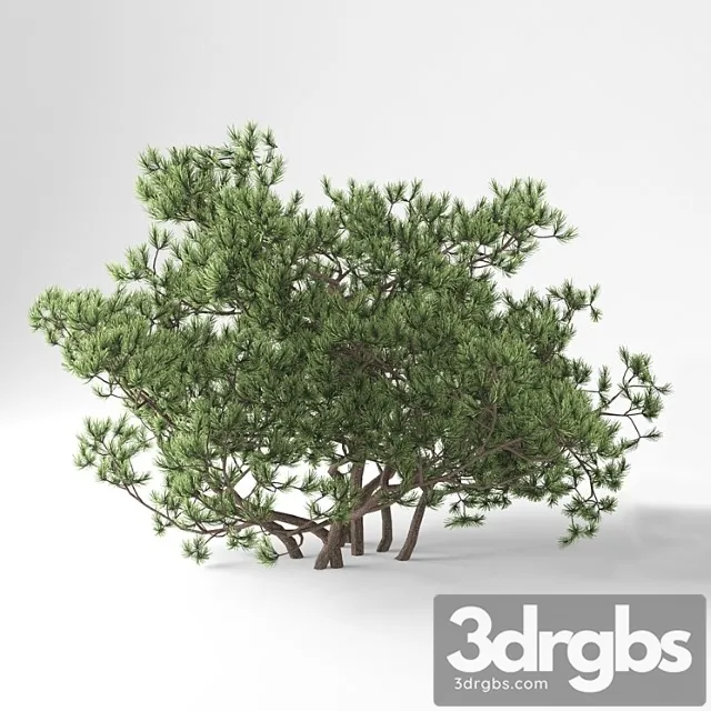 Sosna Ghornaia Pumilio 3D Model Free