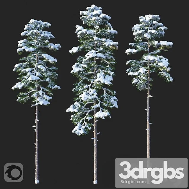 Sosna Nabor 02 3D Model Free