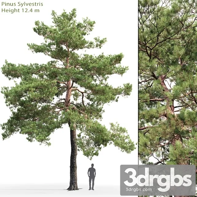 Sosna Obyknovennaia 13 12 4m 3D Model Free