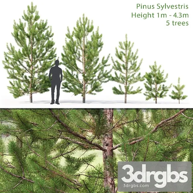 Sosna Obyknovennaia Molodaia 2 1 4 3m 3D Model Free