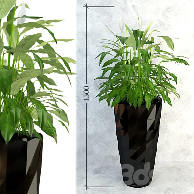 Spathiphyllum 3D Model