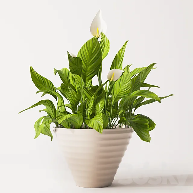 Spathiphyllum plant 2 3D Model