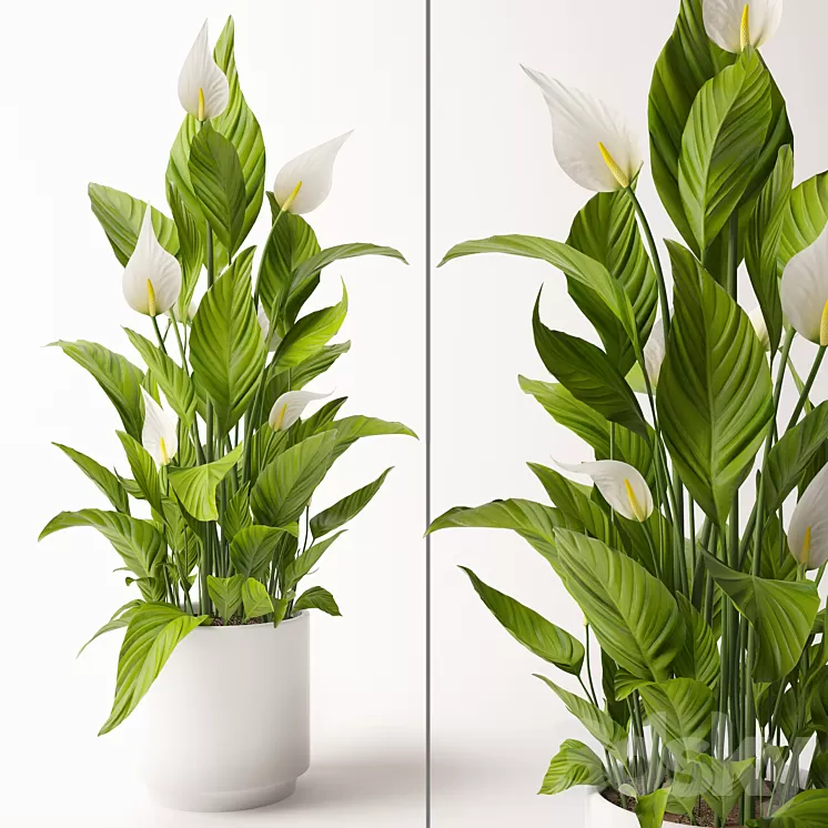 Spathiphyllum plant 3D Model
