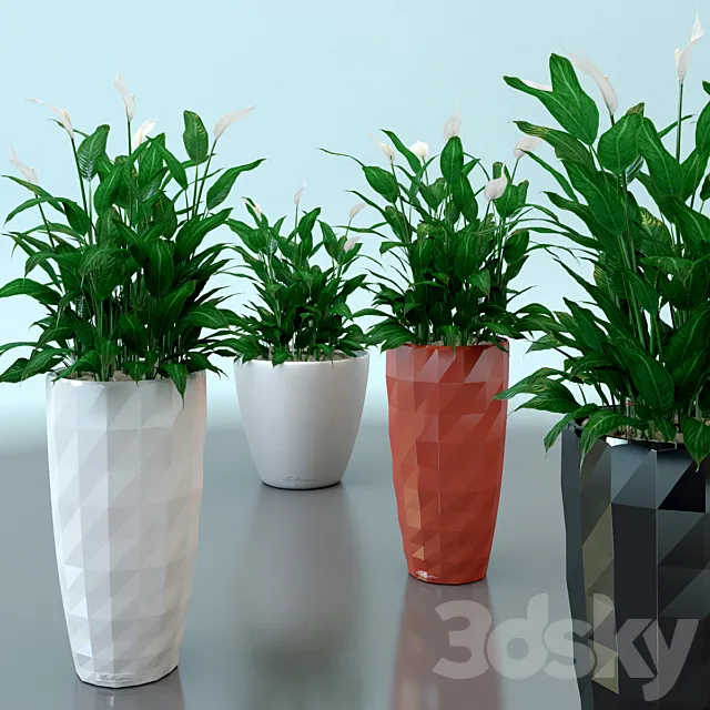 Spathiphyllum Wallis _ Spathiphyllum wallisii in pots Lechuza 3DModel