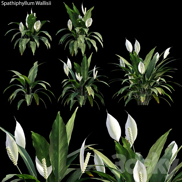 Spathiphyllum Wallisii 01 3DModel
