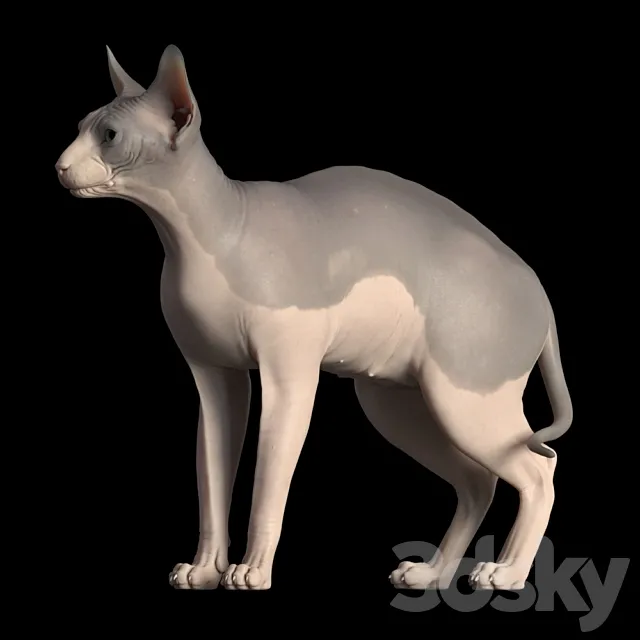 Sphynx cat 3D Model