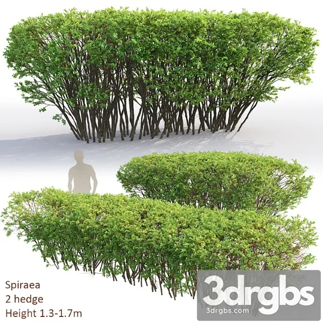 Spiraea 2 3D Model Free