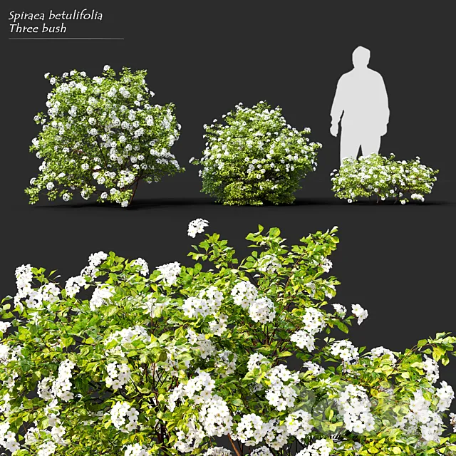 Spiraea betulifolia Tor 3D Model