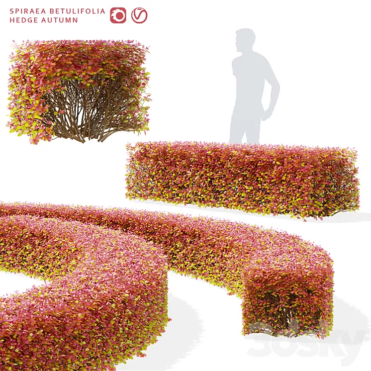 Spiraea birch-leaved hedge | Spiraea betulifolia autumn 3D Model Free