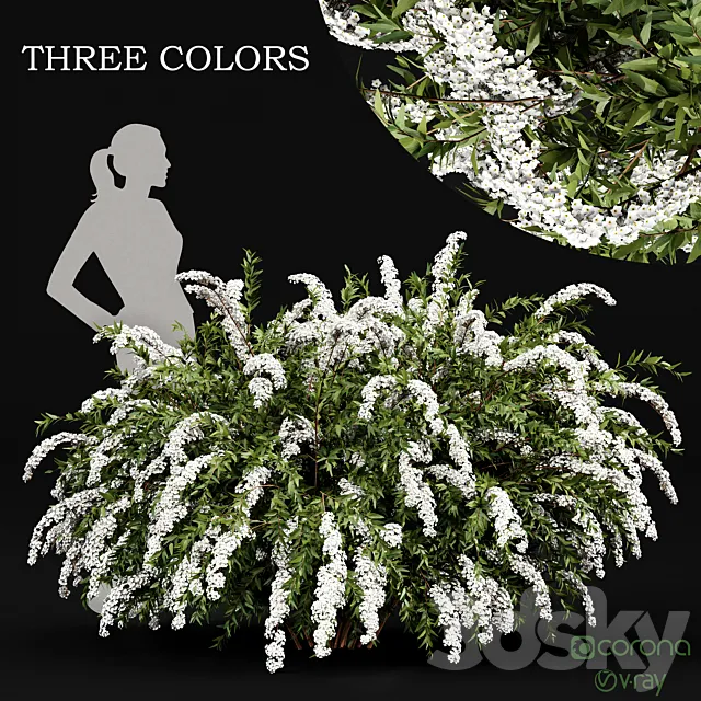 Spiraea cinerea 3 Material Grefsheim flowering shrub 3D Model