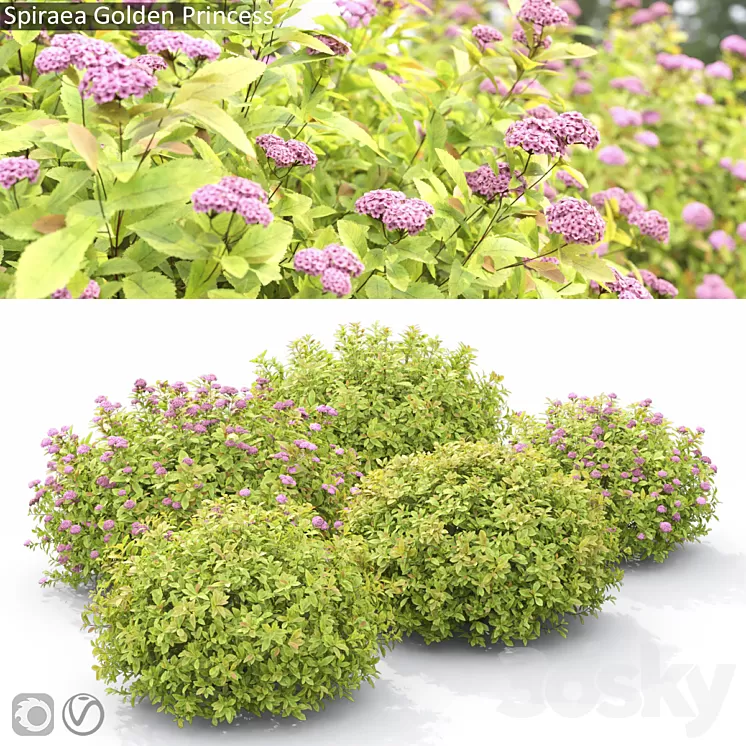 Spiraea Golden Princess 3D Model Free