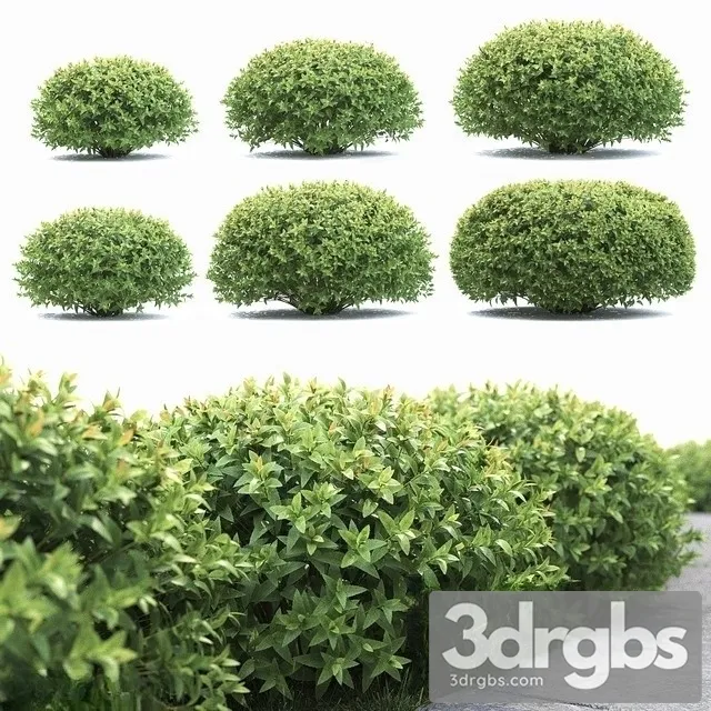 Spiraea Japanese 2 Spirea Japonica 3D Model Free