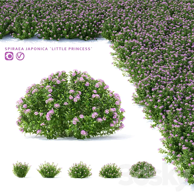 Spiraea japanese bushes | Spiraea japonica Little Princess 3DModel