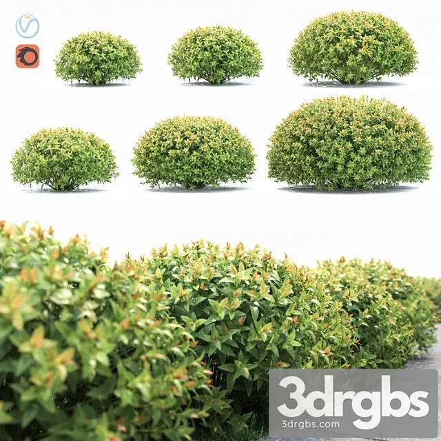 Spiraea Japonica 3D Model Free