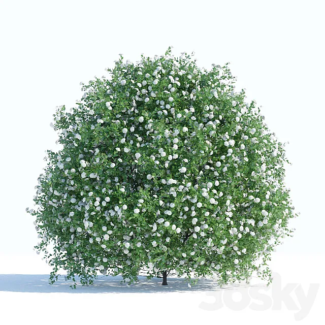 Spiraea shrub 1 3DModel