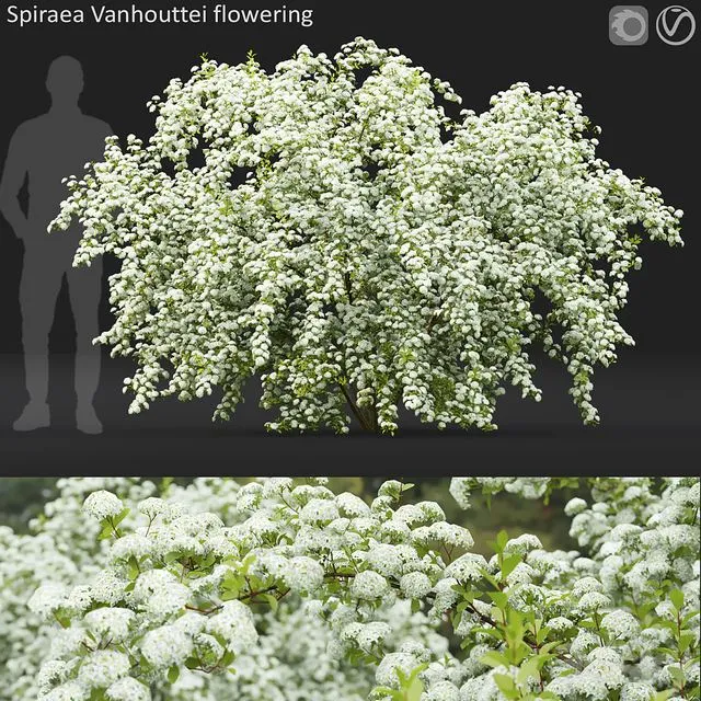Spiraea Vanhouttei 3D Model