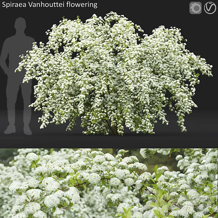 Spiraea Vanhouttei 3D Model