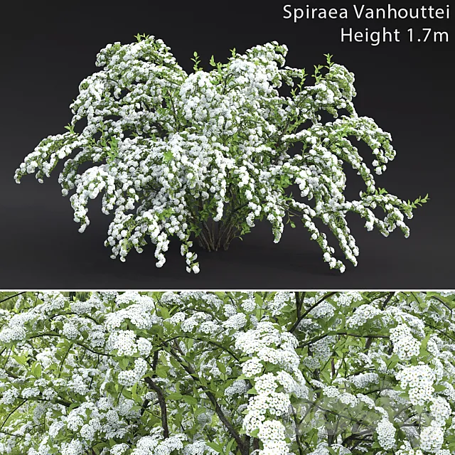 Spiraea Vanhouttei 3D Model