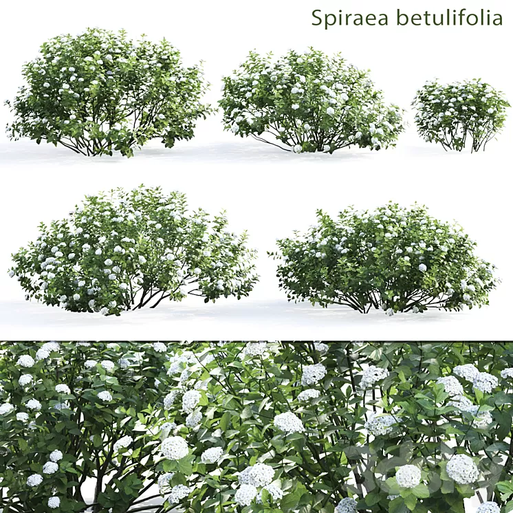 Spirea betulifolia 3D Model
