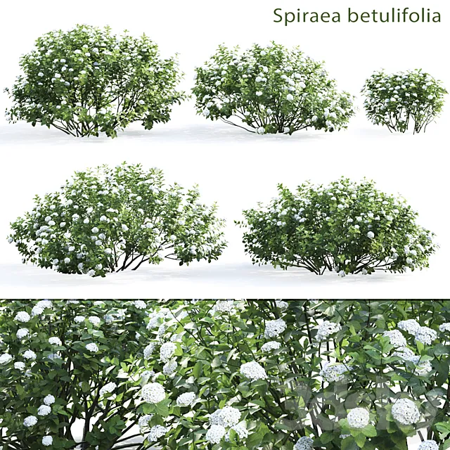 Spirea betulifolia 3DModel