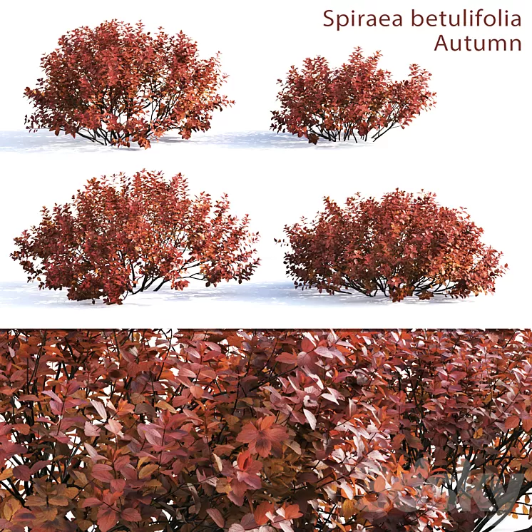 Spirea betulifolia (Autumn) 3D Model