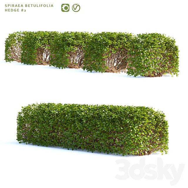 Spirea birch-leaved Hedge | Spiraea betulifolia # 2 3D Model