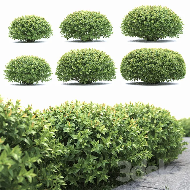 Spirea japonica 3D Model