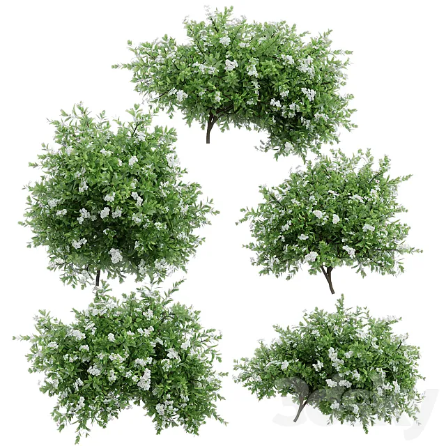 Spirea plant bushes. 5 models 3D Model