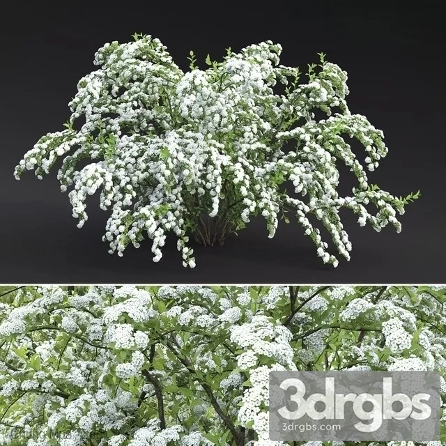 Spirya Vangutta 1 3D Model Free