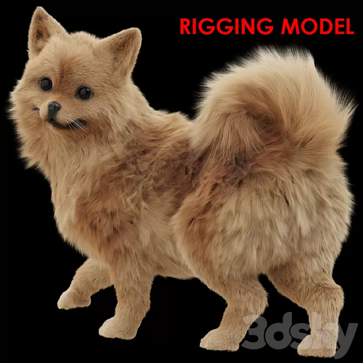 Spitz 3D Model