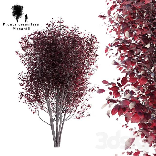 Spread plum | Prunus cerasifera pissardii 3D Model