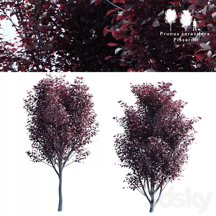 Spread spread 2 trees | Prunus pissardii 3D Model