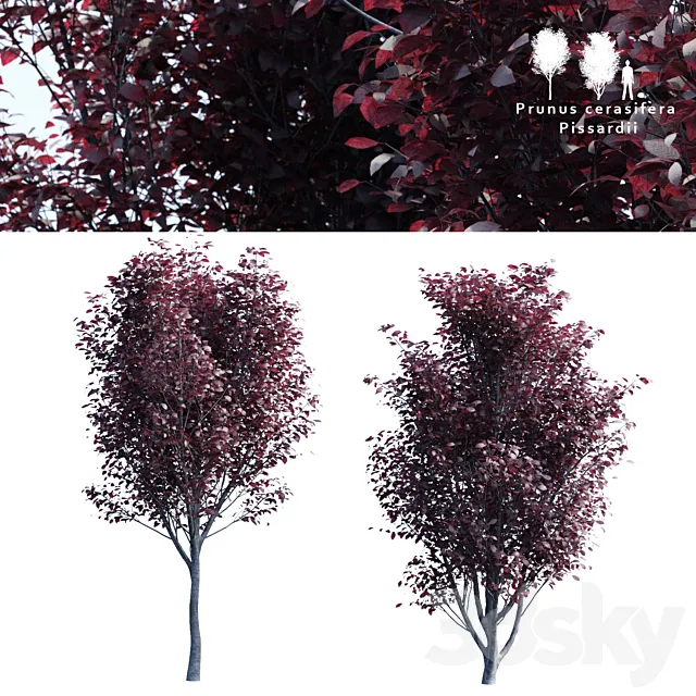 Spread spread 2 trees | Prunus pissardii 3DModel