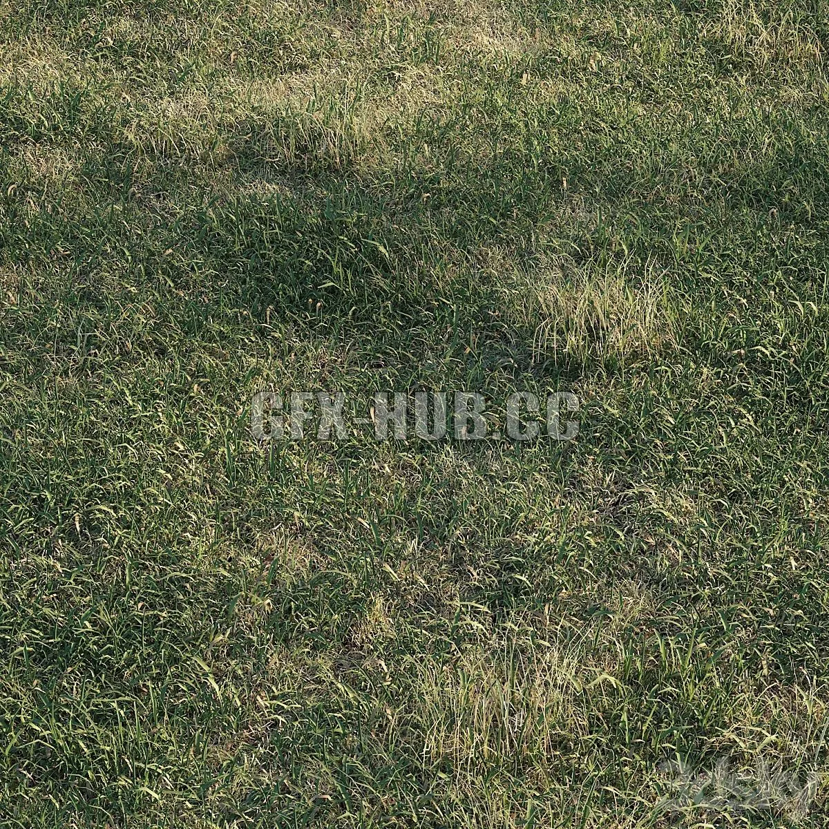 Spring meadow  grass 3D Model