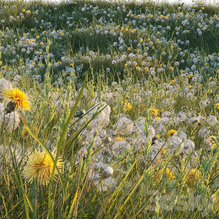 Spring summer field grass with white and yellow dandelions 3D Model Free Download