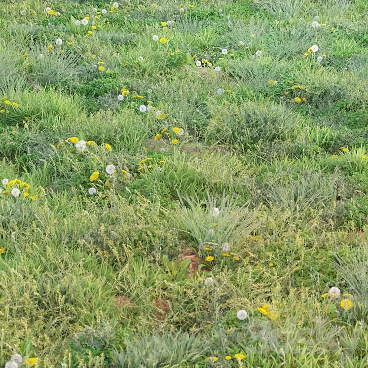 spring summer grass 3D Model Free Download