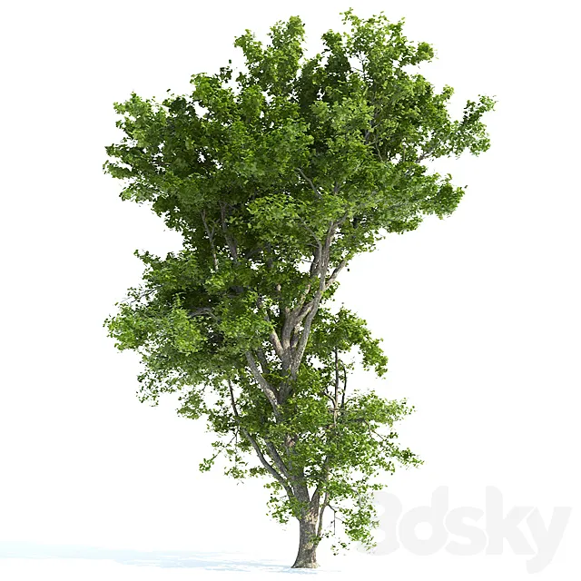 Spring tree_1 3D Model