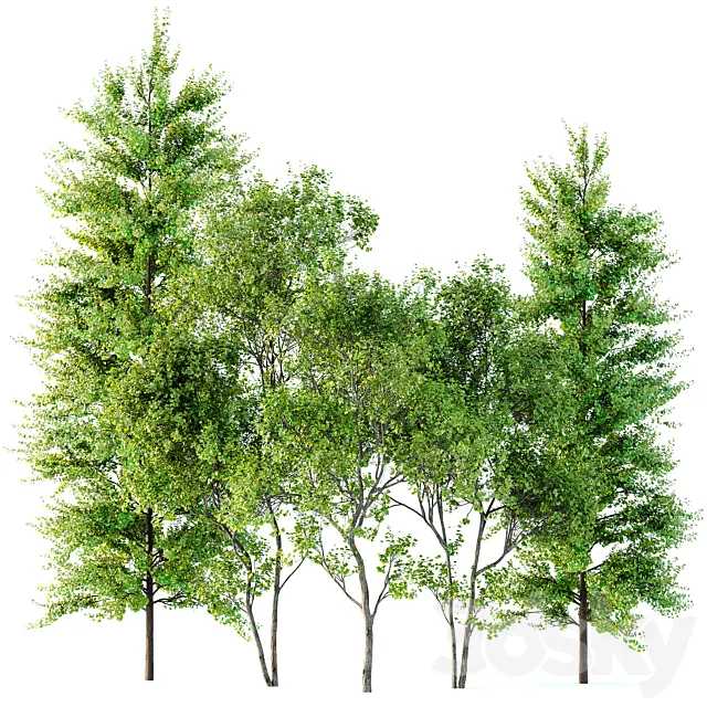 spring trees Maidenhair Ginkgo Biloba and Acer Saccharinum 3D Model