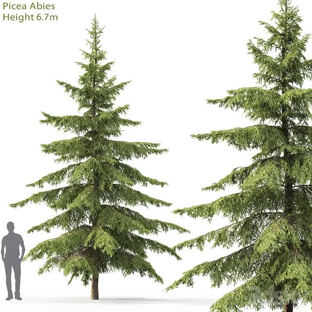 Spruce 002 3D Model