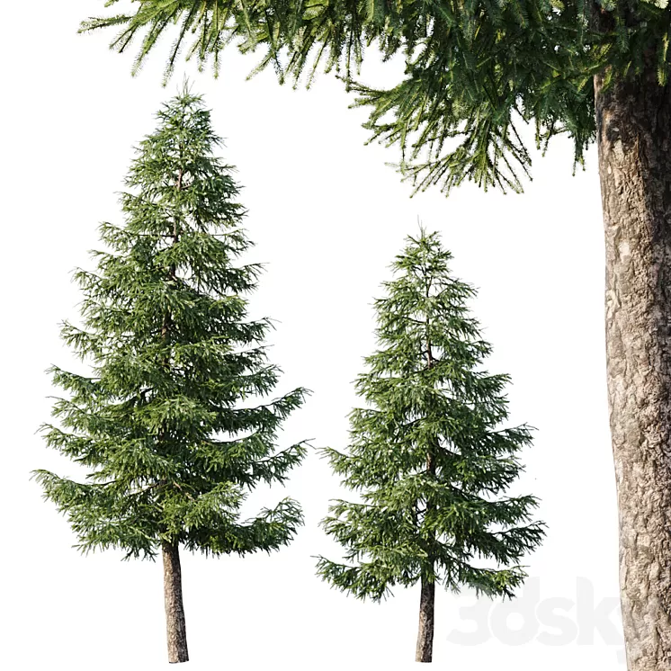 Spruce (125m and 95m) 3D Model