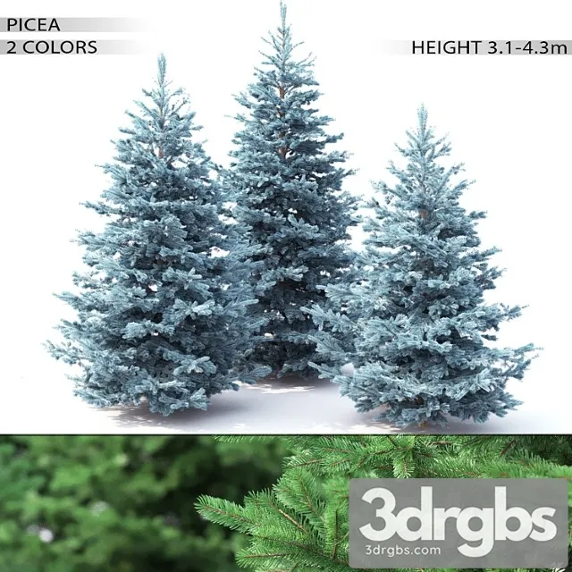 Spruce 2 3D Model Free