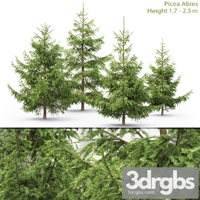 Spruce 20 3D Model Free