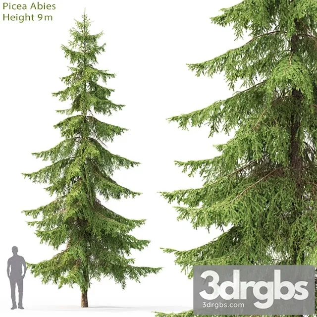 Spruce 22 3D Model Free