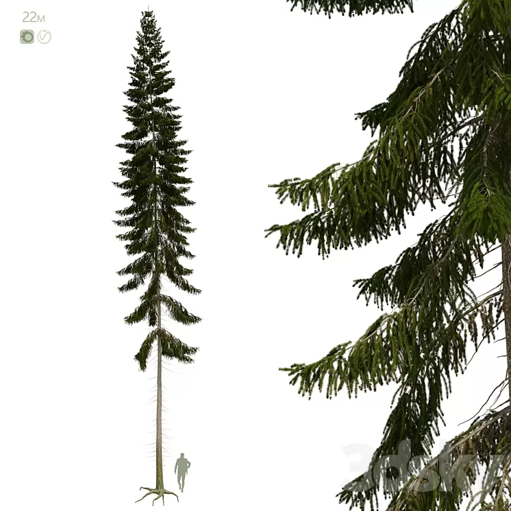 Spruce 22m 3D Model Free