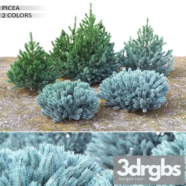 Spruce 23 3D Model Free